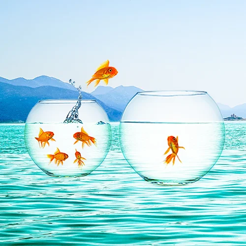 Growth Mindset concept golden fish in a bowl that try to jump into a better bowl